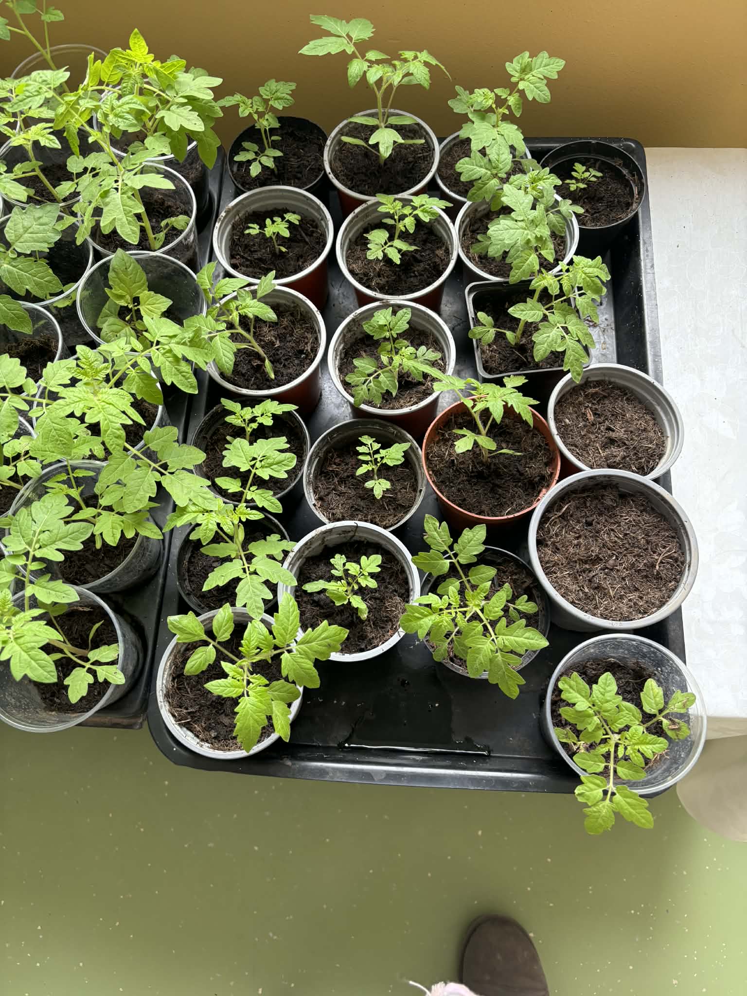 Messenger creation 1D94CBBB EB66 461B 8C89 AA80F5E238AD