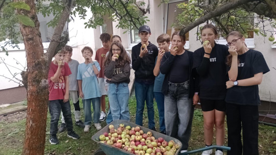 Úroda jabĺk na Clementiske
